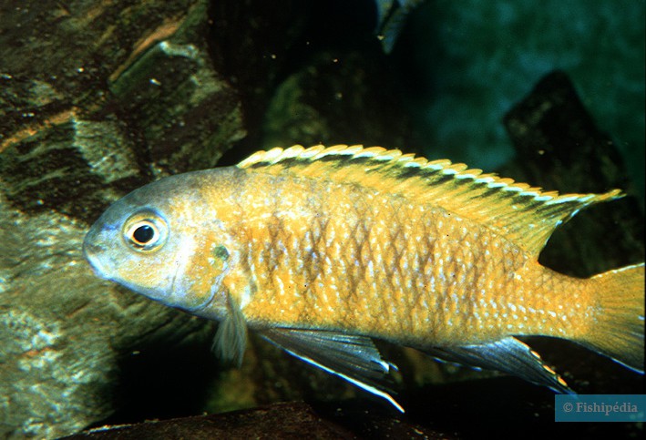 Tropheops sp. Red fin