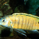 picture of Tropheops sp. Red fin