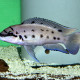 picture of Chalinochromis sp. Ndobhoi Karilani