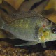 picture of Tylochromis cf. lateralis "Djoue"