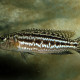 picture of Lepidiolamprologus kendalli