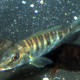 picture of Boulengerochromis microlepis