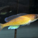picture of Cyprichromis pavo