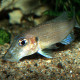 picture of Gnathochromis permaxillaris