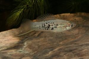 Xiphophorus nezahualcoyotl