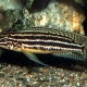 picture of Julidochromis regani