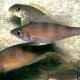 picture of Cyprichromis zonatus