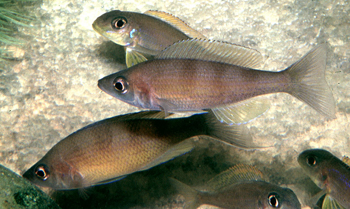 Cyprichromis zonatus