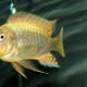 picture of Petrochromis paucispinis