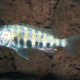 picture of Simochromis babaulti