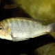 picture of Pseudosimochromis curvifrons