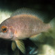 picture of Neolamprologus mustax