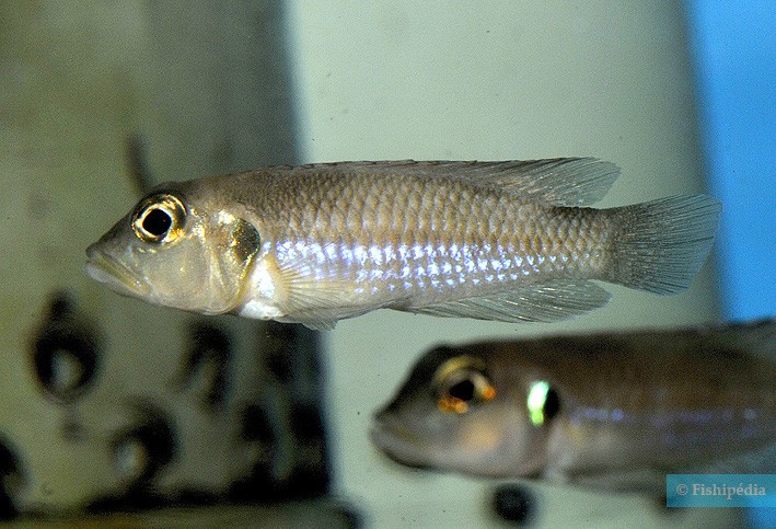 Neolamprologus stappersi