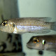 picture of Neolamprologus stappersi
