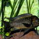 picture of Petrochromis trewavasae