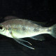 picture of Ophthalmotilapia ventralis