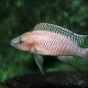 picture of Neolamprologus walteri