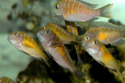 Paracheilinus filamentosus - poisson-arc-en-ciel à filaments M - Aquaplante