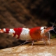 picture of Caridina logemanni “Crystal Red”