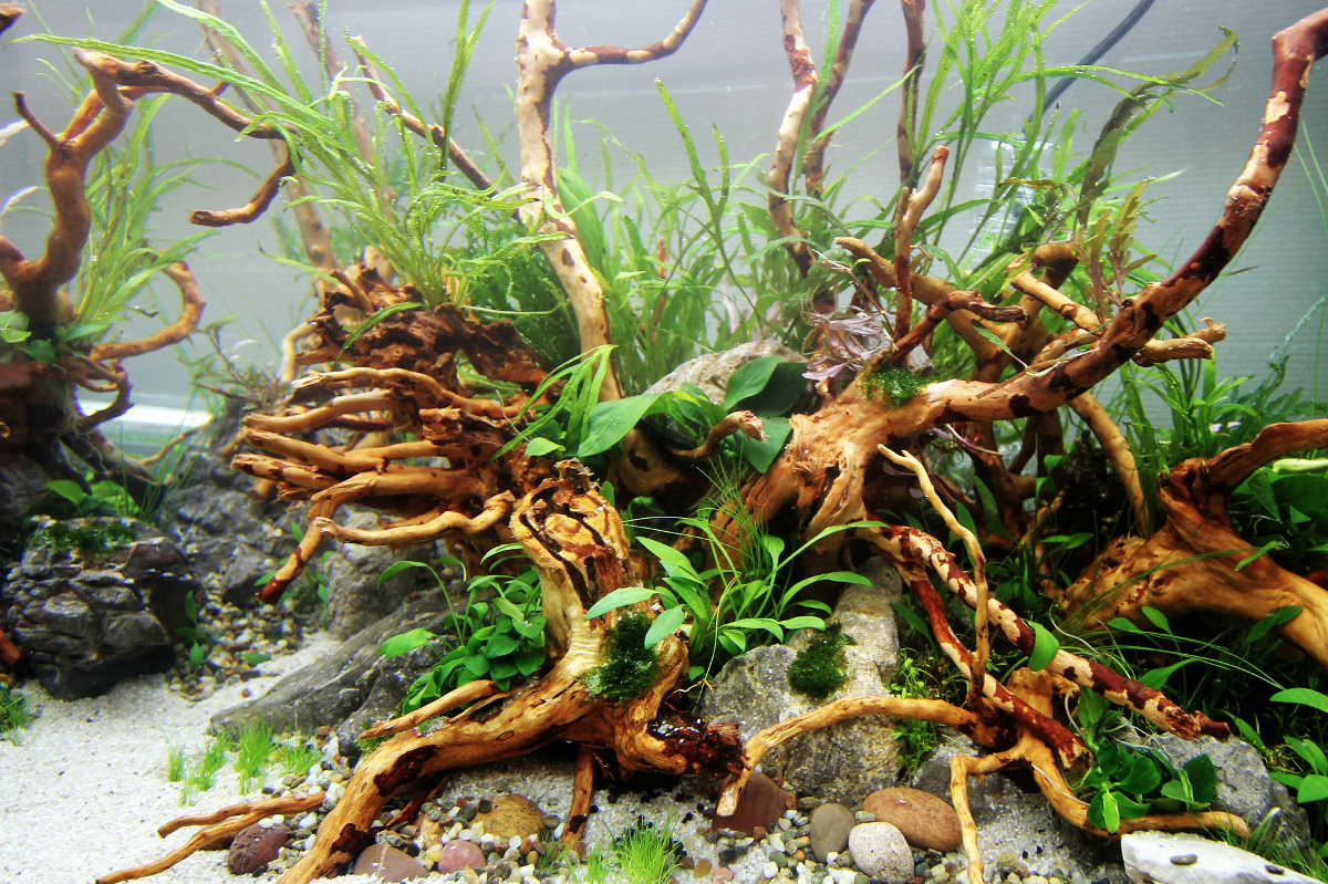 Grande racine de mangrove pour aquarium