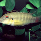 picture of Wallaceochromis humilis