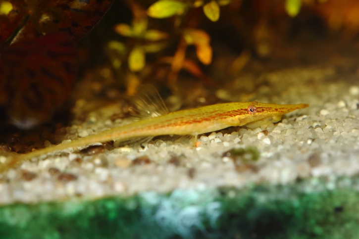 Acestridium dichromum