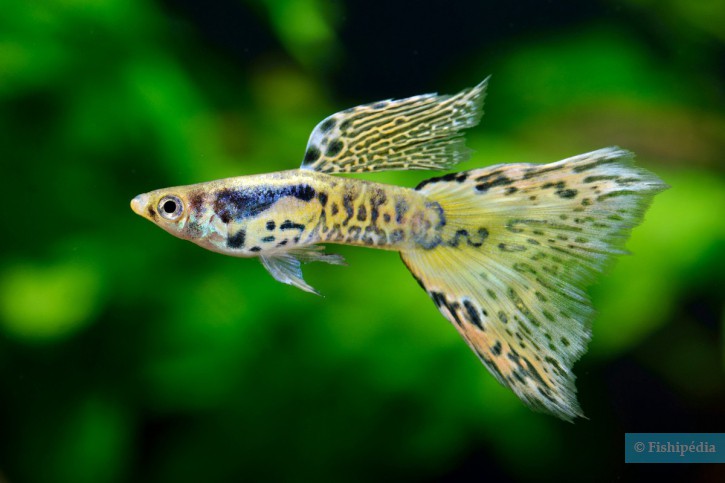 Les particularités des poissons stars de l&rsquo;aquarium
