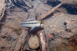 Apistogramma gossei