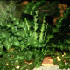 picture of Aponogeton ulvaceus