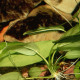 picture of Echinodorus cordifolius