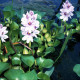 picture of Eichhornia crassipes