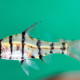 picture of Eirmotus octozona