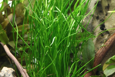 Pilularia globulifera Marsileaceae