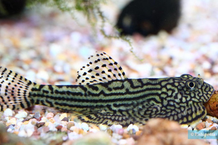 sewellia lineolata S - Loche léopard - mangeuse d'algues (Elevage