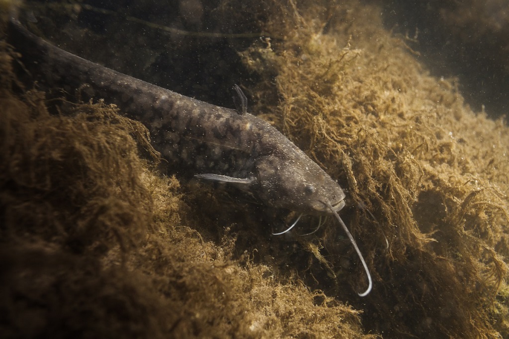 Silurus
