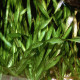picture of Vallisneria spiralis