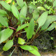 picture of Cryptocoryne lucens