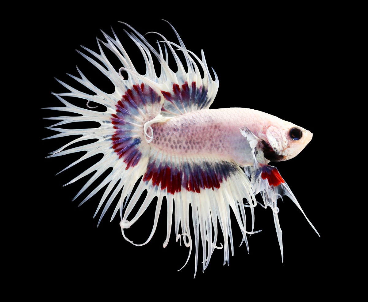 Le Poisson Combattant (Betta splendens) : Un bijou aquatique dans votre  aquarium