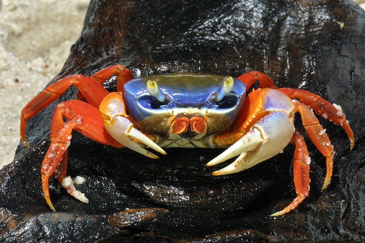 Portunidae