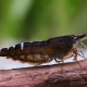 picture of Caridina cf. babaulti “Malaya”