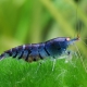 picture of Caridina mariae “Blue Tiger”