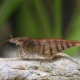 picture of Caridina cf. babaulti “Stripes”