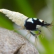 picture of Caridina sp ”Black shadow full spotted”