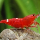 picture of Caridina sp ”Red Shadow”