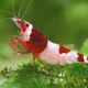 picture of Caridina sp ”Red Shadow Hinomaru”
