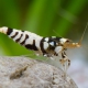 picture of Caridina sp ”Fancy Tiger”
