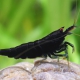 picture of Caridina sp ”Black shadow full black”