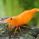 picture of Neocaridina davidi ”Orange”