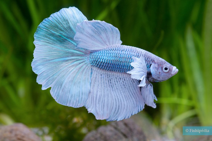 Le Poisson Combattant (Betta splendens) : Un bijou aquatique dans votre  aquarium