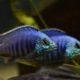 picture of Placidochromis sp. "jalo"